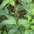 Leaves and square stems