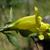 Side view of flower