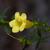 Tubular flowers with five petals