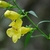 Yellow flowers and buds on a stem