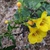 flower and form