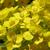 Close up of flowers