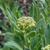 Flower buds and gray-green leaves