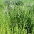 Crop of grasses.