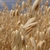 Spike of ripe grain.