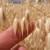 Hand holding a spike of ripe grain.