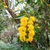 flower and leaves