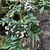 White round fruits