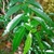 Branch with several green lance-shaped leaves