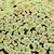Azolla caroliniana