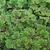 Azolla caroliniana