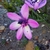 Purple flower
