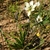 Form in bloom with a whitish flower
