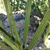 Green upright lance-shaped ribbed leaves