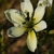 Closeup of a whitish flower with 6 petals