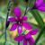 Babiana stricta