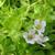 Flowers and leaves