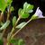 Stems, back of leaves and flower