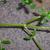 Stems and leaves