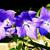 Balloon flower Platycodon grandiflorus