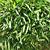 Bambusa multiplex dense form and leaves