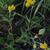 Baptisia tinctoria