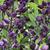 Baptisia