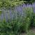 Baptisia spp. form