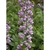Flower detail