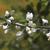 Baptisia alba