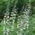 Baptisia alba