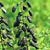 Baptisia alba