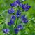 Baptisia australis