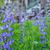 Baptisia australis