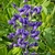 Dark blue flowers on an erect raceme