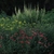 Growing in the spring garden