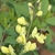 Flower detail with bee