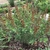 Compact plant with upright racemes of yellow & maroon flowers.