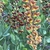 A raceme of dark maroon flowers & one of gold & brown flowers.
