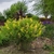 Compact plant with many erect racemes of yellow flowers.