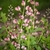 A raceme of medium pink flowers.