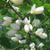 Baptisia alba