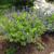 Baptisia australis