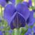 Baptisia australis flower