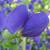 Baptisia australis flower