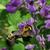 Baptisia australis with Bumblebees (Bombus spp.)