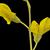 Baptisia tinctoria