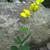 Baptisia tinctoria