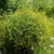 rounded subshrub with fine foliage and 100s of yellow flowers.