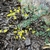 fine foliage and small yellow pea-shaped flowers.